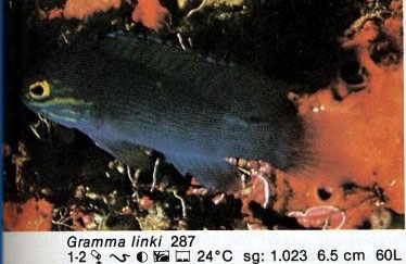 Gramma linki